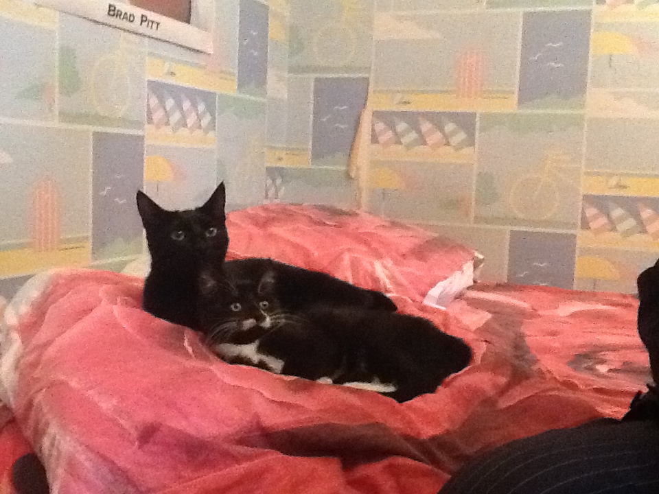 chatte de jeune