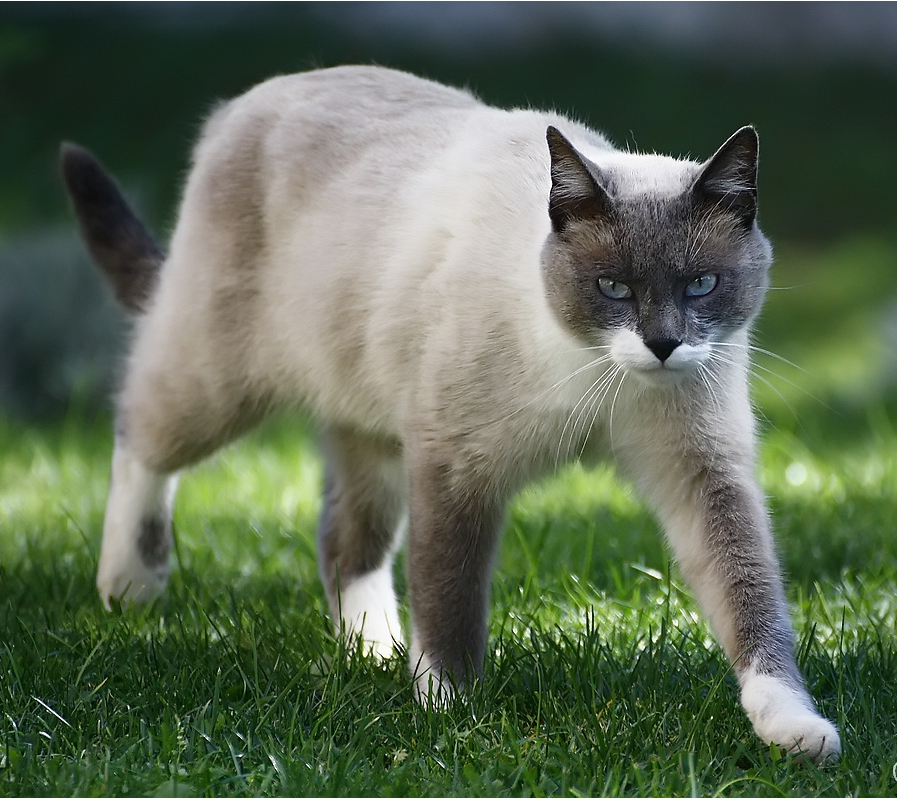 Chat rochefort