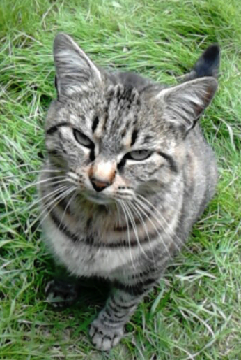 Chat rochefort
