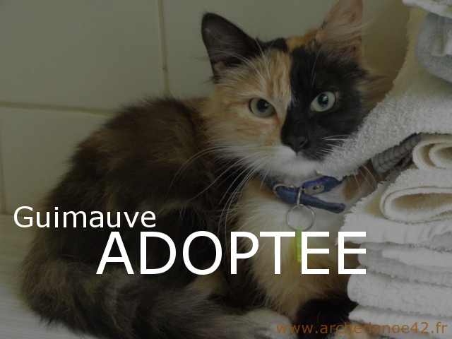 Photo de Guimauve