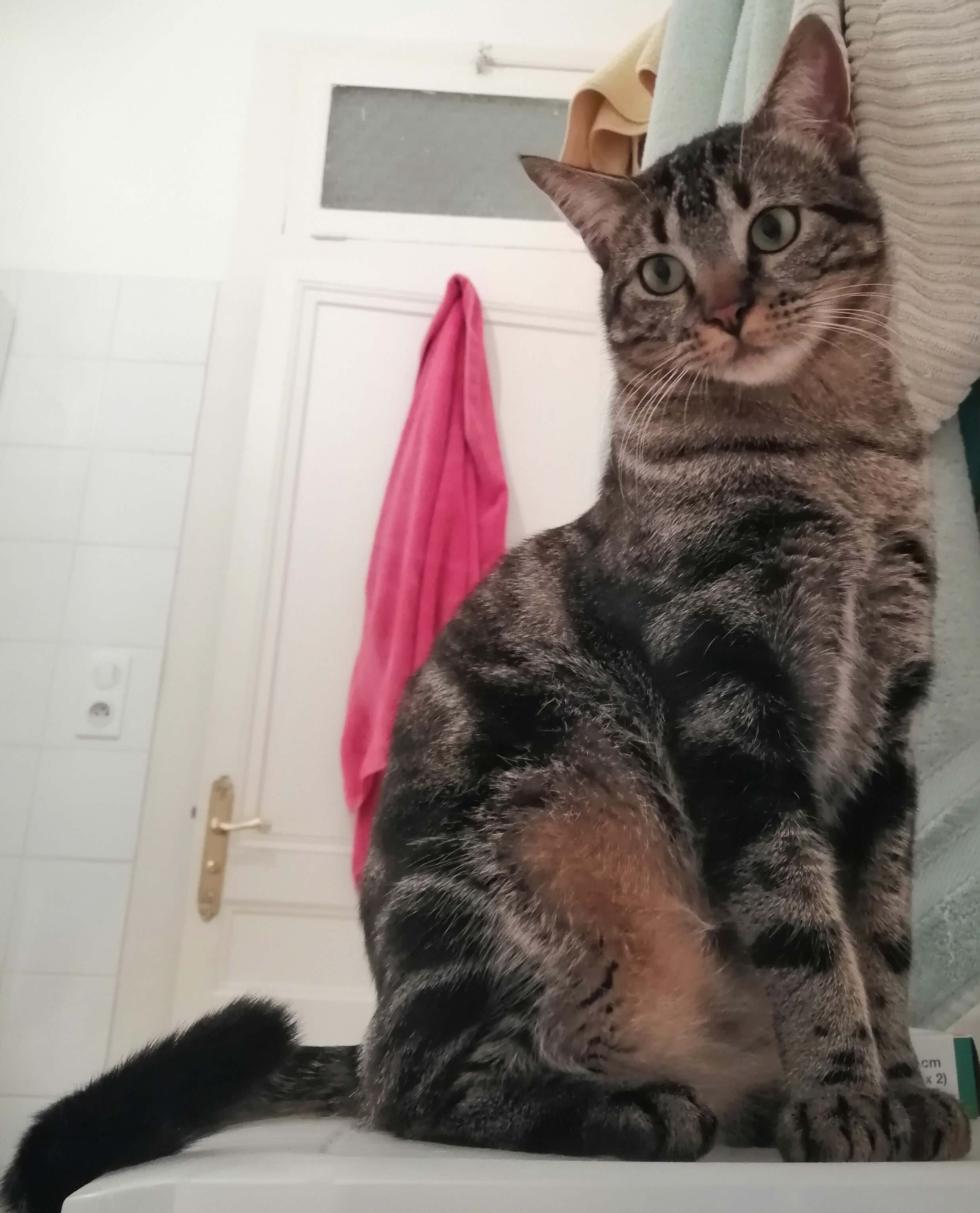 Chat perdu 49